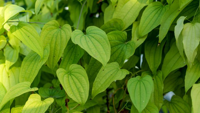 Dioscorea Propriet Ed Effetti Collaterali Dell Igname Selvatico