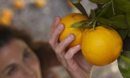 Agrumi: fonte di vitamina C e flavonoidi