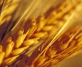 Cereali: tipi e proprietà