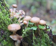 Classificare i funghi