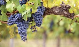 Uva: varietà e proprietà del frutto di Bacco