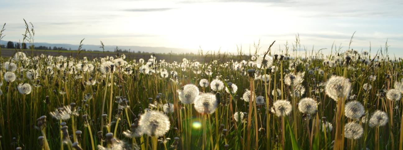 Allergie crociate: cosa sono