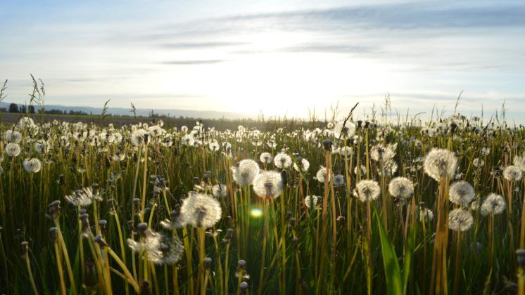 Allergie crociate: cosa sono