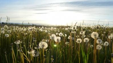 allergie crociate cosa sono