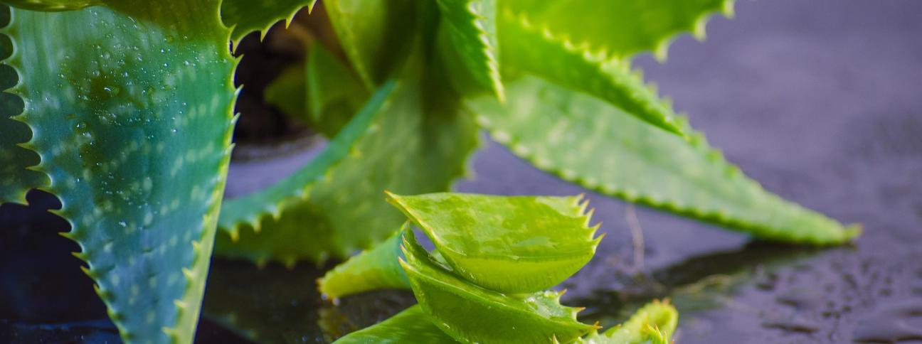 Aloe vera: origini, usi e proprietà