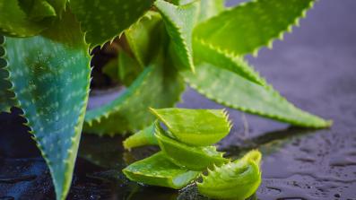 aloe vera origini usi e proprieta