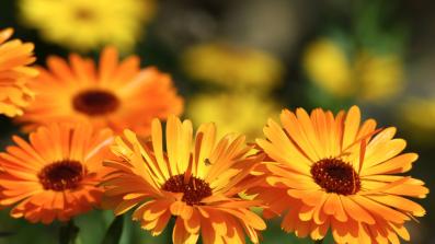 calendula proprieta curative e benefiche