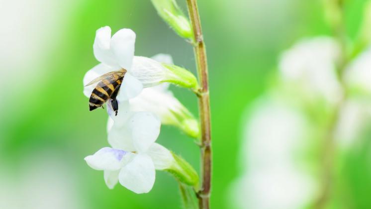 Il segreto della bellezza di Gwyneth Paltrow? Le api