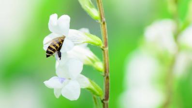 il segreto della bellezza di gwyneth paltrow le api