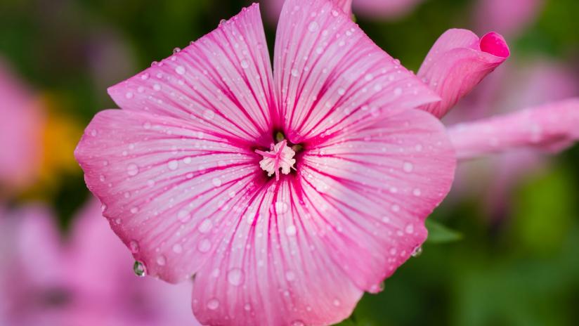 Malva La Pianta Officinale Amica Delle Pelle Paginemediche