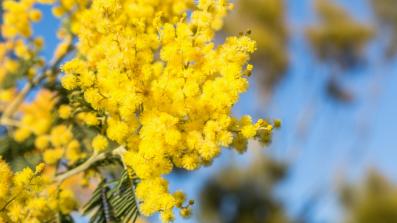 mimosa le virtu curative dell acacia dealbata