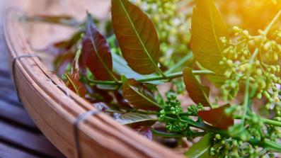 olio di neem la protezione naturale per la pelle