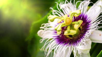 passiflora il fiore della passione