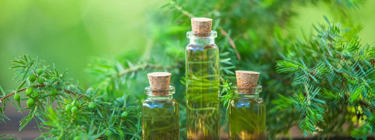 Tea tree oil: proprietà e usi dell’olio di Melaleuca