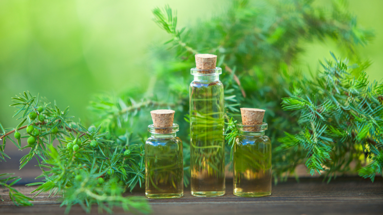 Tea tree oil: proprietà e usi dell’olio di Melaleuca
