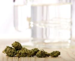 Varietà di Cannabis: gli effetti negativi dello 