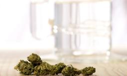 Varietà di Cannabis: gli effetti negativi dello 