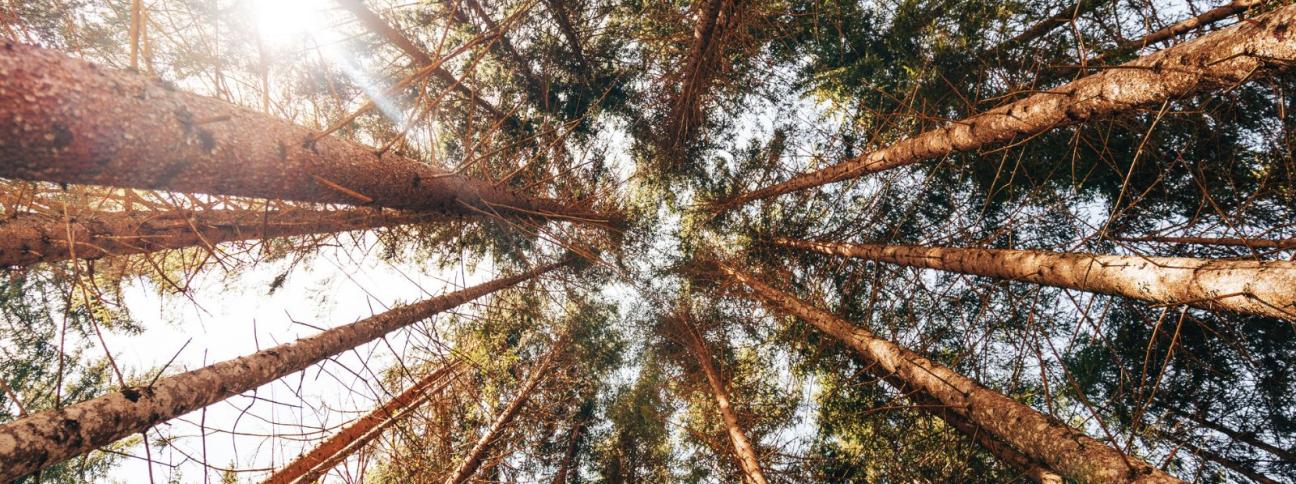 Le 10 fobie più strane collegate alla natura