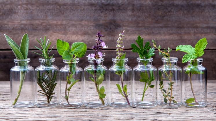 Aromaterapia, le virtù degli oli essenziali