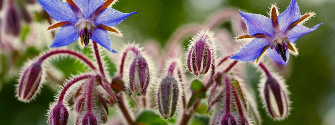 Borragine o borago officinalis: come utilizzarla?