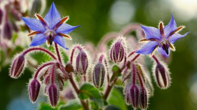 borragine o borago officinalis come utilizzarla