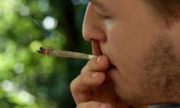 Cannabis legale: quali sono gli effetti e i rischi?