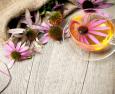 Echinacea: proprietà curative e controindicazioni
