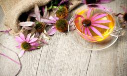 Echinacea: proprietà curative e controindicazioni