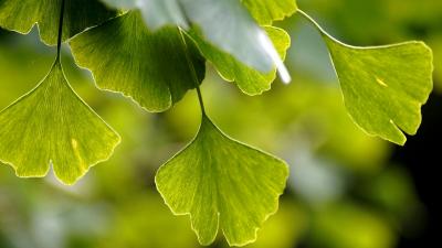 Ginkgo Biloba: propriet&agrave; e controindicazioni