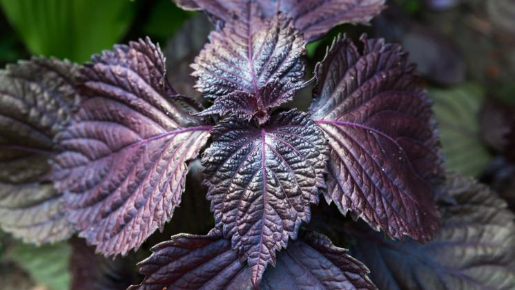 Perilla, la pianta contro le allergie