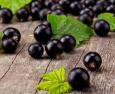 Ribes nero o nigrum: le proprietà curative e antinfiammatorie