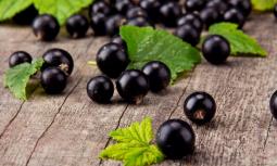 Ribes nero o nigrum: le proprietà curative e antinfiammatorie