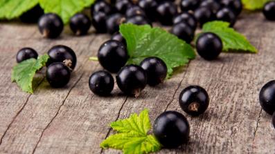 ribes nero o nigrum le proprieta curative e antinfiammatorie