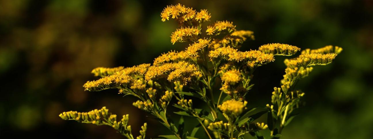 Disturbi di primavera: come riconoscere la rinite allergica