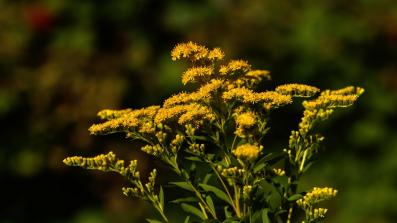 disturbi di primavera come riconoscere la rinite allergica