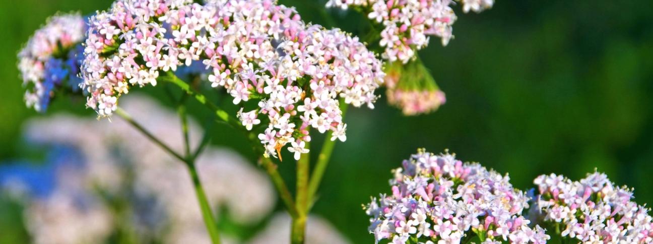 Valeriana, la pianta amica del sonno