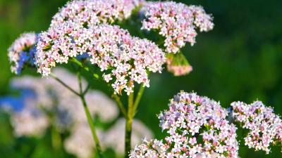 Valeriana, la pianta amica del sonno