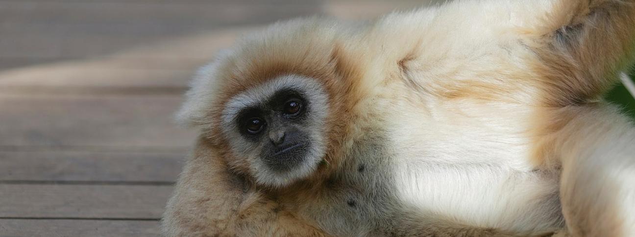 Molti animali hanno un osso nel pene. Perché l'uomo no?