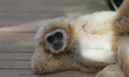 Molti animali hanno un osso nel pene. Perché l'uomo no?