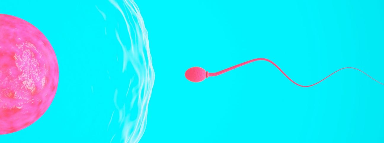 Scoperto l'ormone che dà il turbo agli spermatozoi