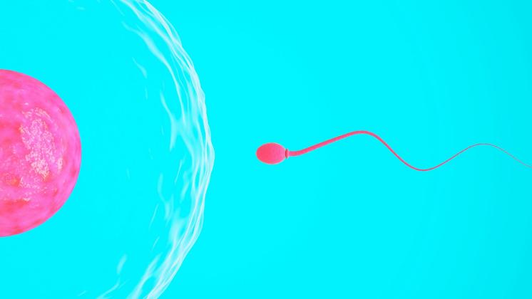 Scoperto l'ormone che dà il turbo agli spermatozoi
