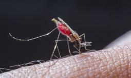 Giovan Battista Grassi e la zanzara anofele
