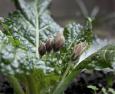 La mandragora - una pianta magica