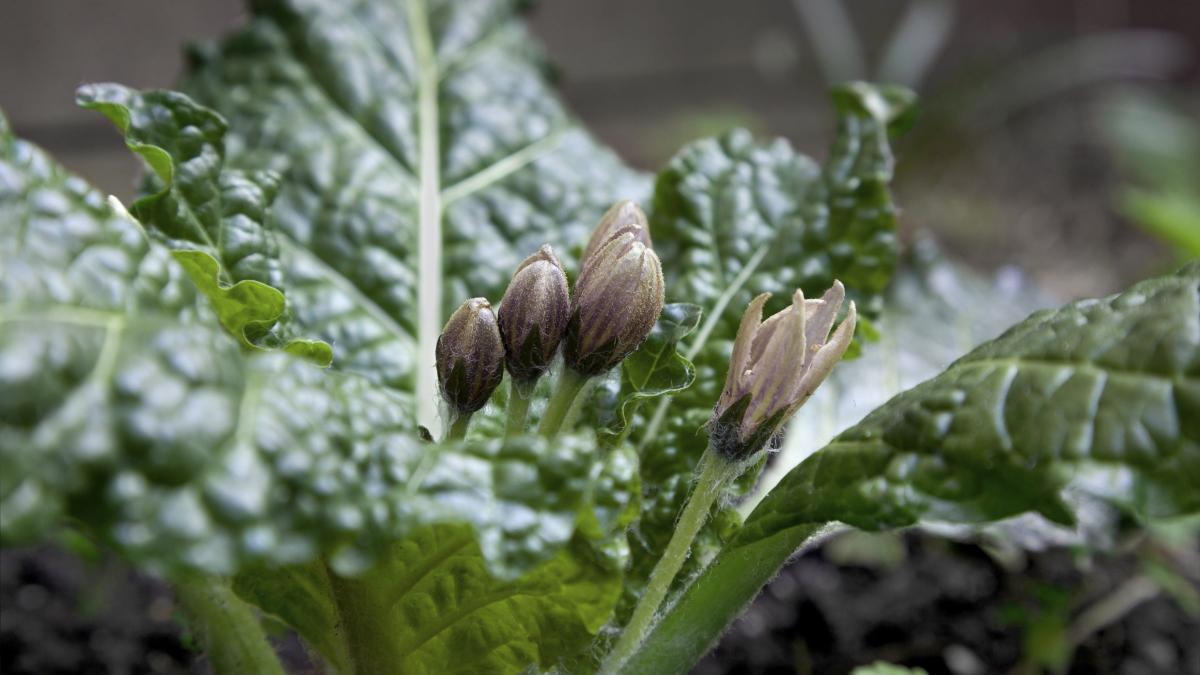 Mandragola, belladonna, erba del diavolo…le pozioni magiche in