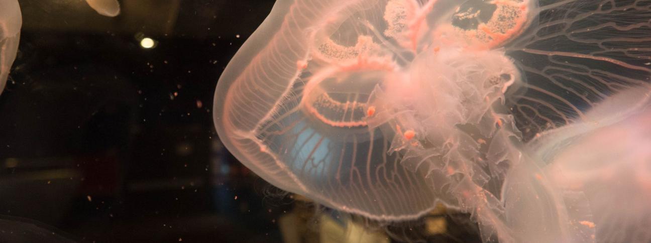Puntura di medusa: cosa fare?