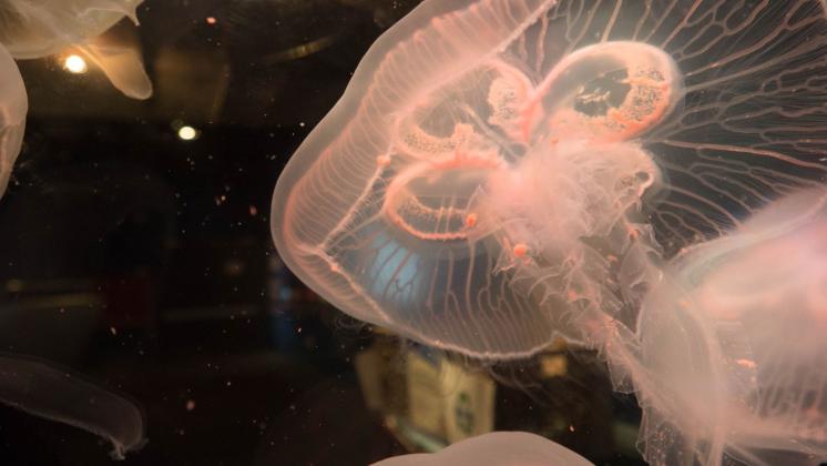 Puntura di medusa: cosa fare?