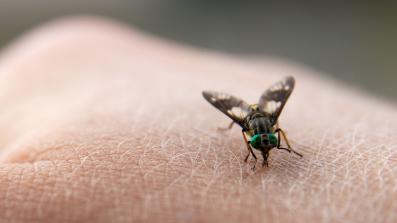 tripanosomiasi la malattia del sonno