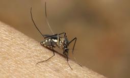 Chikungunya: la malattia da puntura