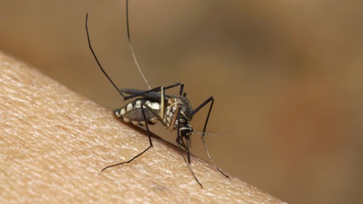 Chikungunya: la malattia da puntura