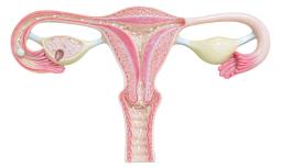Displasia cervicale: quali sono i fattori di rischio e come si cura